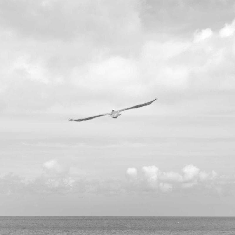 Tư vấn cây giống