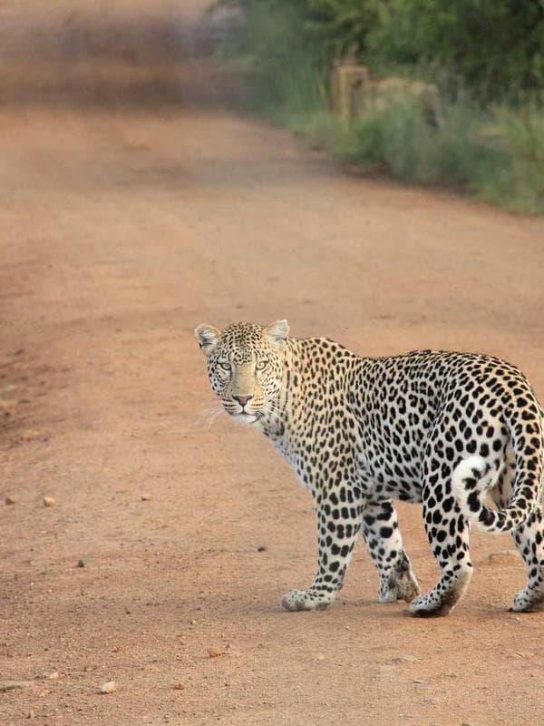 Nhãn Xuồng Cơm Vàng