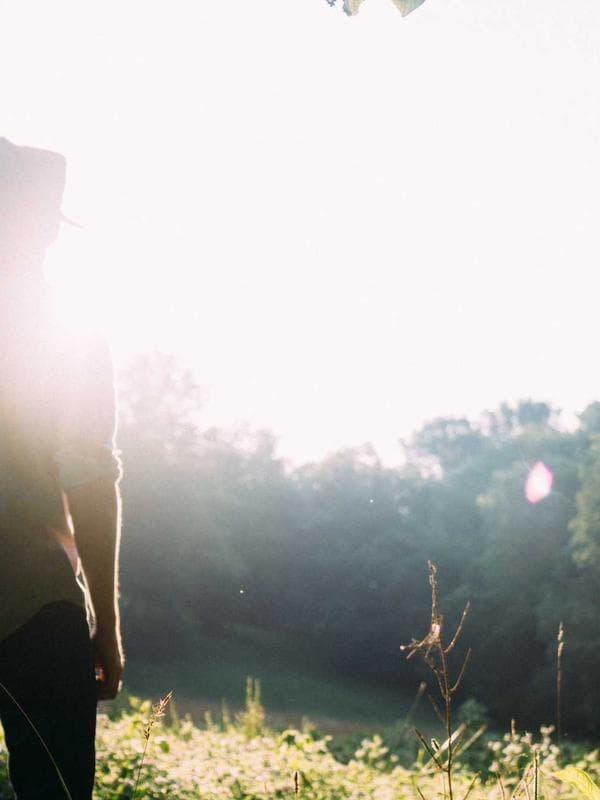 Xoài Cát Hòa Lộc (Ghép)